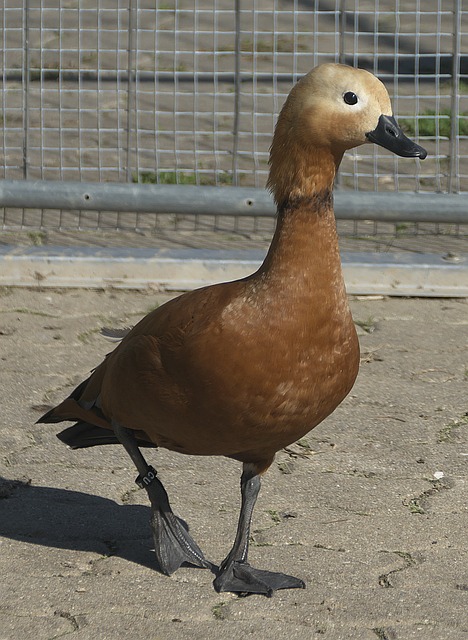 以安